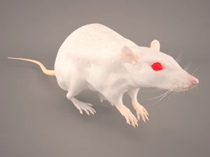 tikus 1 Model 3D