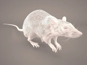 tikus 1 Model 3D