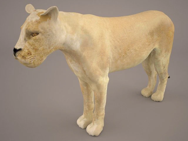 lioness 3D Model .c4d .max .obj .3ds .fbx .stl .blend 