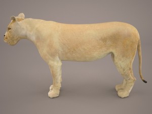 lioness Model 3D