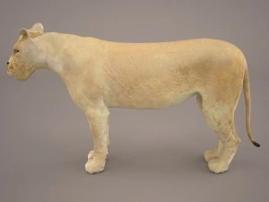 lioness 3D Model