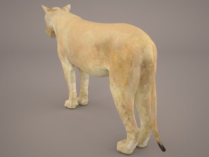 lioness Model 3D