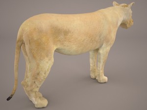lioness Model 3D