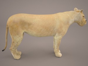 lioness Model 3D