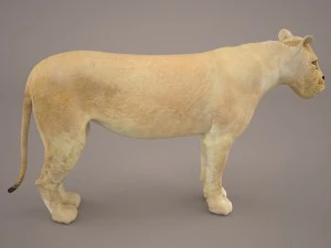 lioness 3D Model