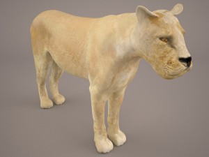 lioness Model 3D