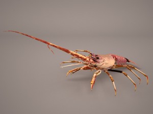lobster Modèle 3D