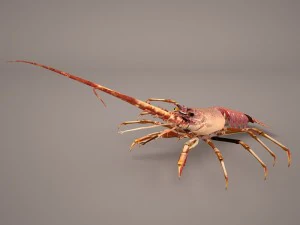 lobster 3D Model