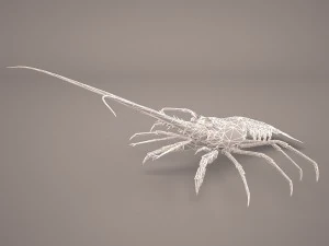 lobster 3D Model