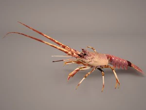 lobster 3D Model