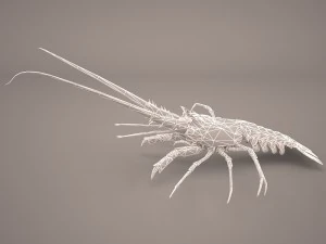 lobster 3D Model