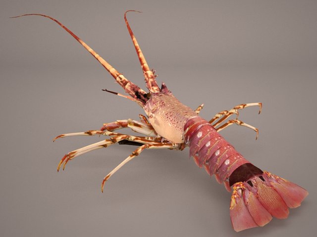 lobster Modèle 3D .c4d .max .obj .3ds .fbx .stl .blend 