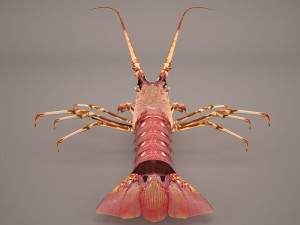 lobster Modèle 3D