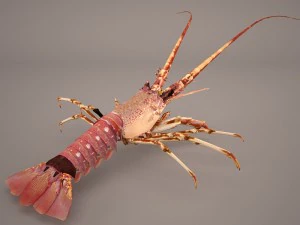 lobster 3D Model