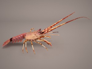 lobster Modèle 3D