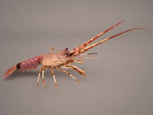 lobster 3D Model