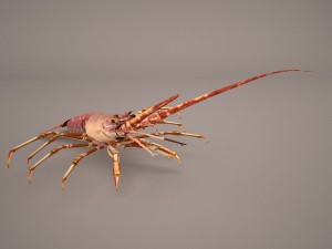 lobster Modèle 3D