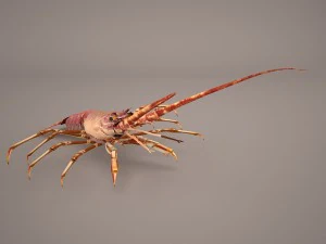 lobster 3D Model