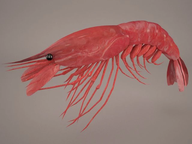 Garnele 3D Modell .c4d .max .obj .3ds .fbx .stl .blend 