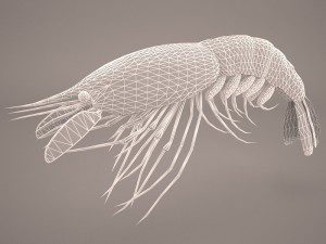 shrimp Modello 3D