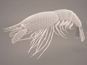Garnele 3D Modell
