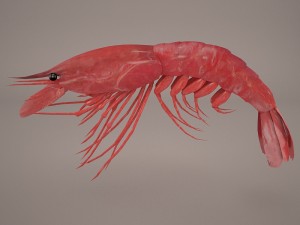 shrimp Modello 3D