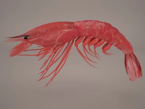 Garnele 3D Modell