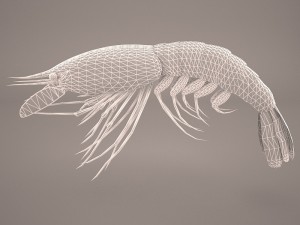 shrimp Modello 3D