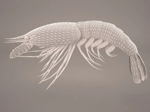 Garnele 3D Modell