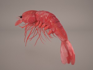 shrimp Modello 3D