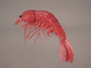 Garnele 3D Modell