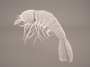 shrimp Modello 3D