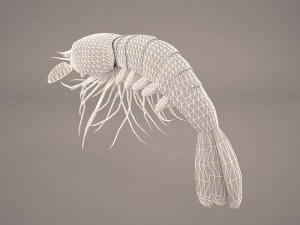 Garnele 3D Modell