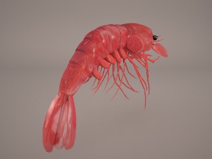 shrimp Modello 3D