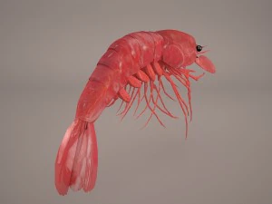 Garnele 3D Modell