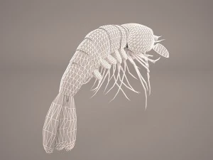Garnele 3D Modell