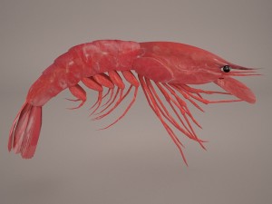 shrimp Modello 3D