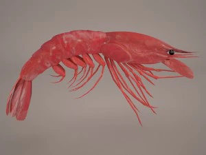 Garnele 3D Modell