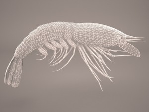 shrimp Modello 3D