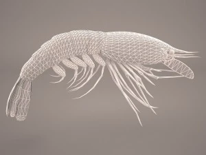Garnele 3D Modell