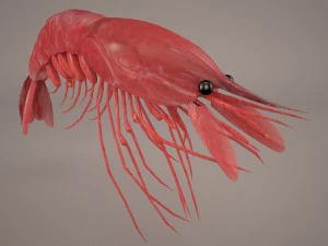 Garnele 3D Modell