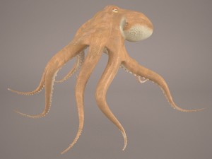 octopus 3D Model