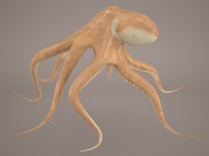 octopus 3D मॉडल