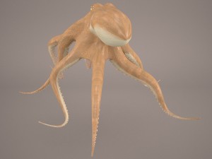 octopus 3D मॉडल