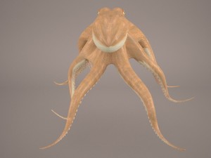 octopus 3D मॉडल