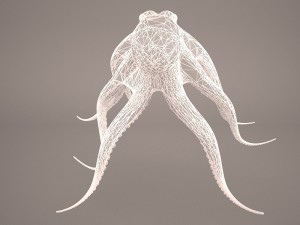 octopus 3D मॉडल