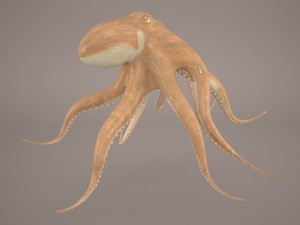 octopus 3D मॉडल