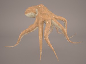 octopus 3D मॉडल