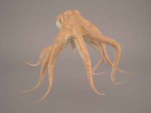 octopus 3D मॉडल