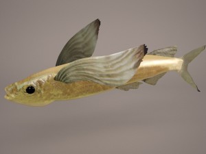 fish 1 3D Model